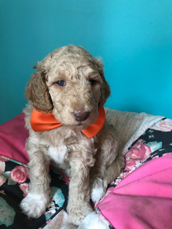 Goldendoodle Puppy Registration