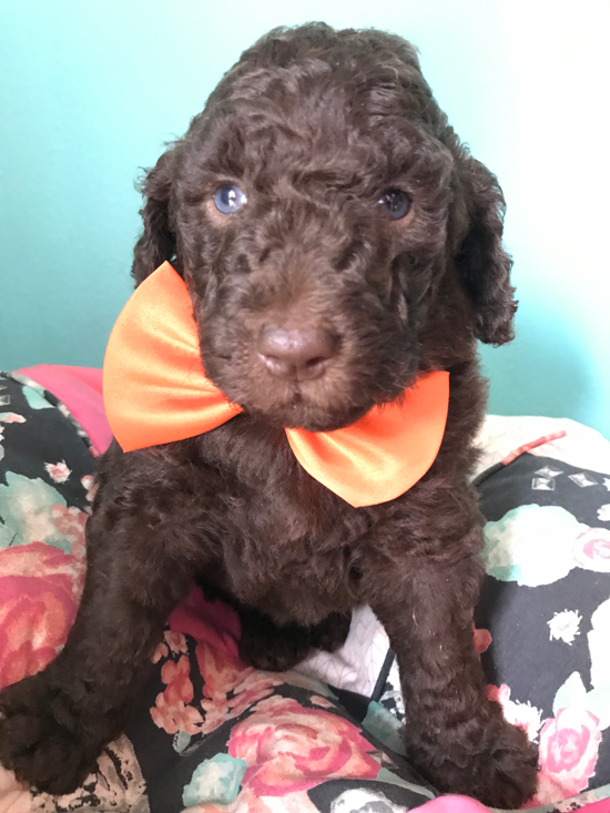 Goldendoodle Puppy Registration