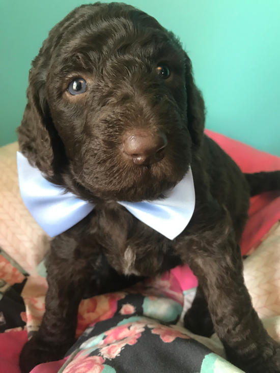 Goldendoodle Puppy Registration