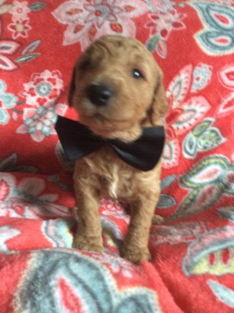 Goldendoodle Puppy Registration