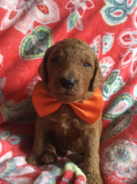 Goldendoodle Puppy Registration