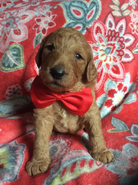 Goldendoodle Puppy Registration