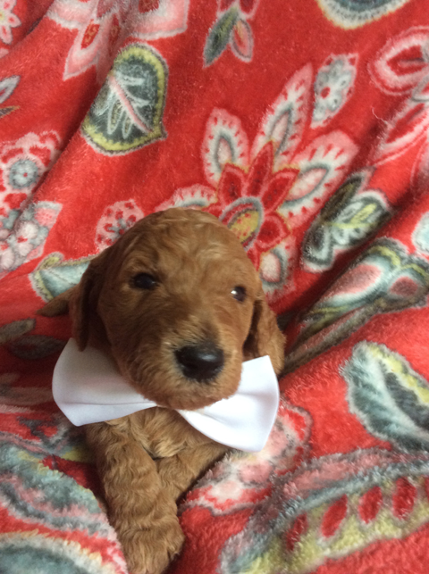 Goldendoodle Puppy Registration