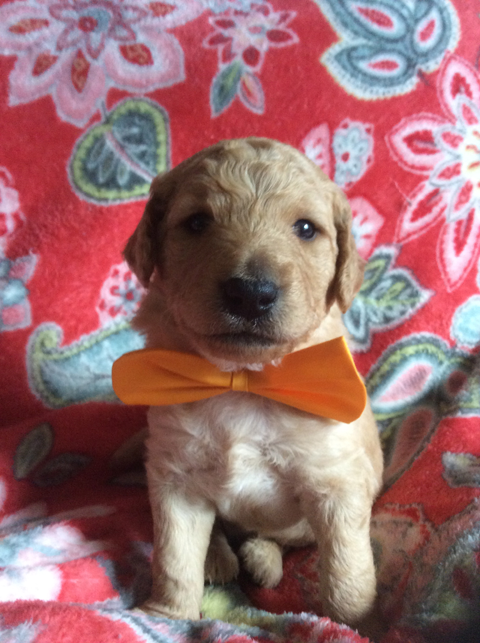 Goldendoodle Puppy Registration