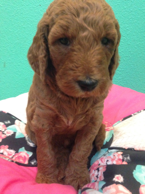 Rare 3rd Generation Goldendoodle Puppy Purple