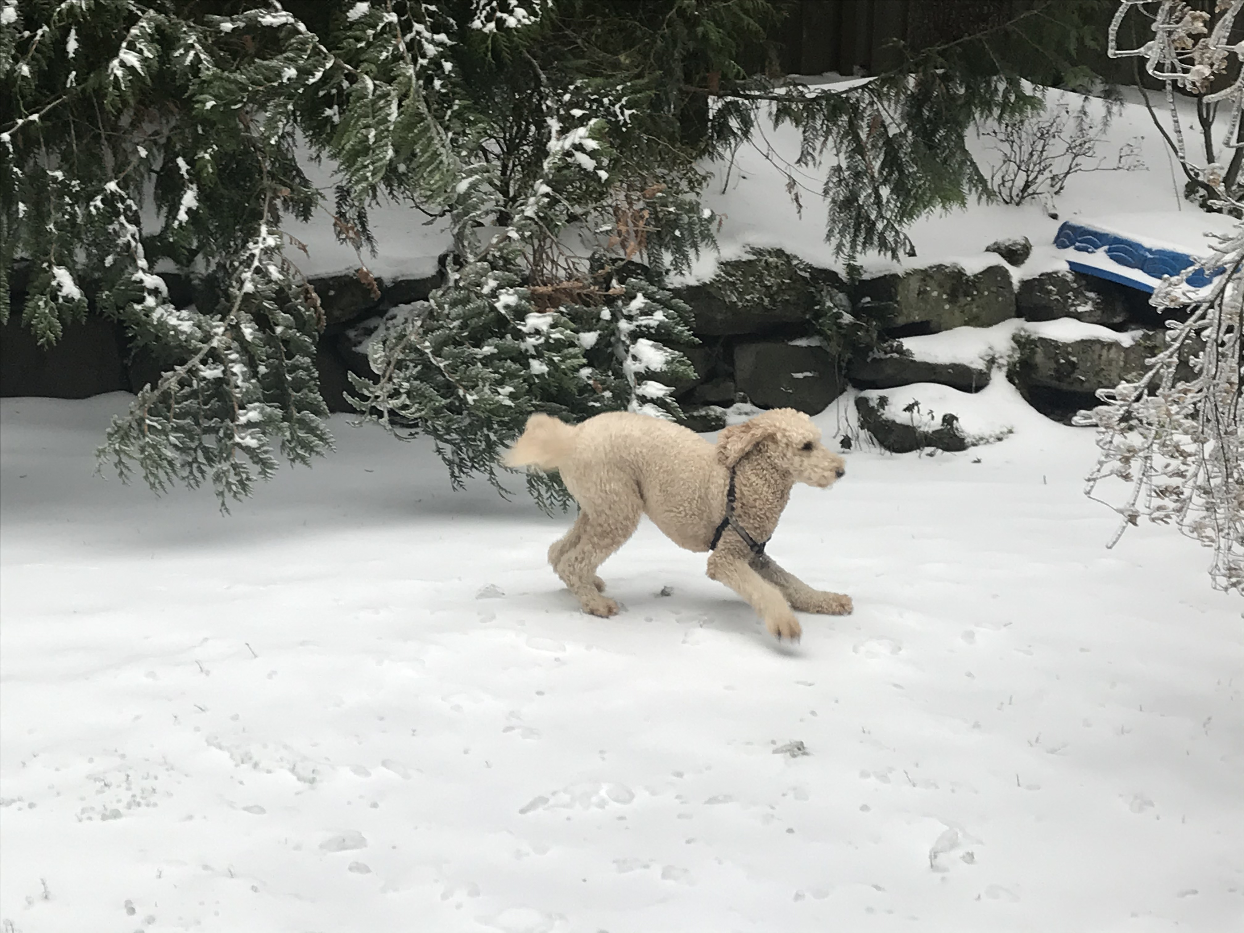 portland goldendoodles