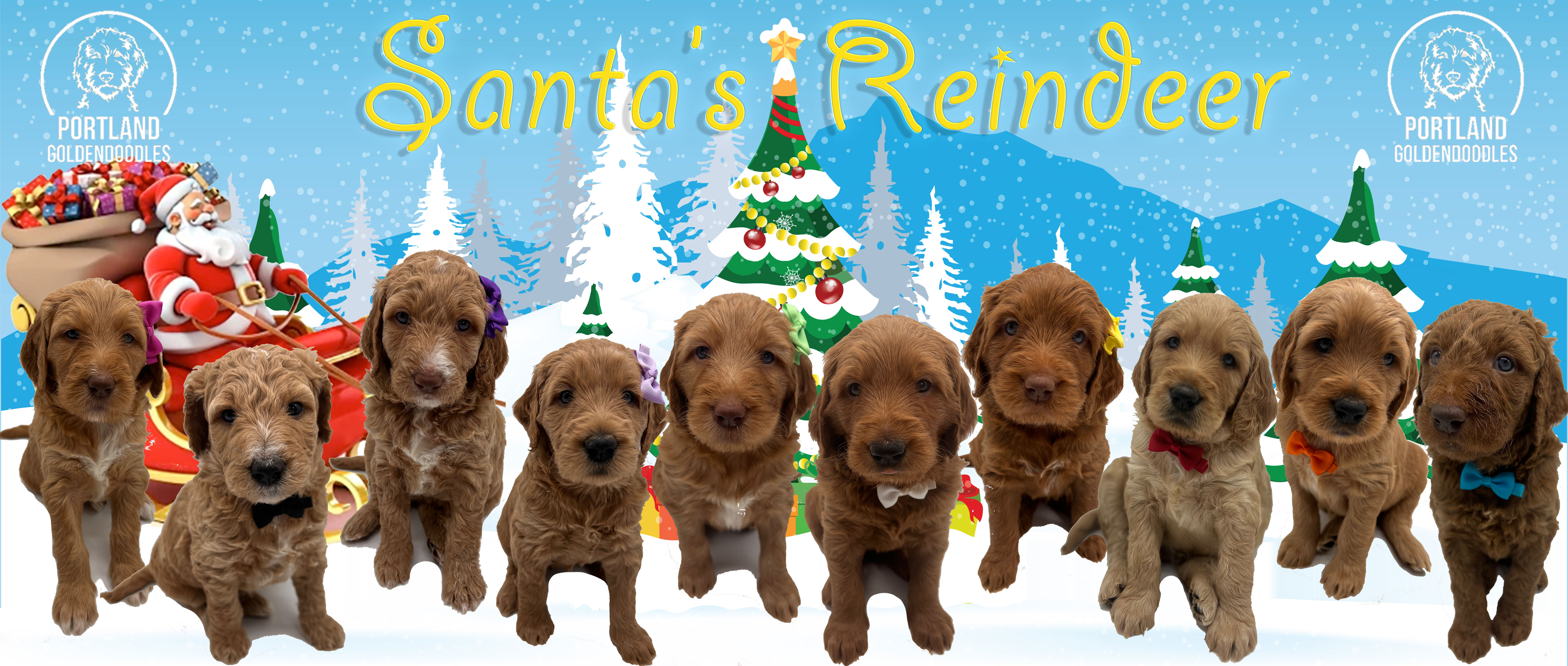 goldendoodle puppies portland oregon